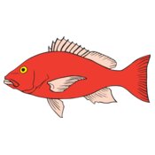 Fish RedSnapper