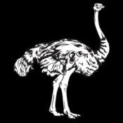 Ostrich01NC2bw