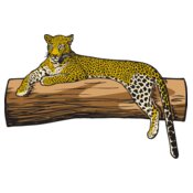 Leopard1NC2clr