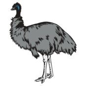 Emu01NC2clr