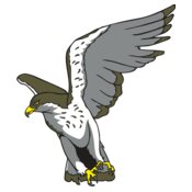 HawkP023
